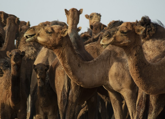 Qué se necesita para obtener la nacionalidad en Irán y características de la estancia en el país