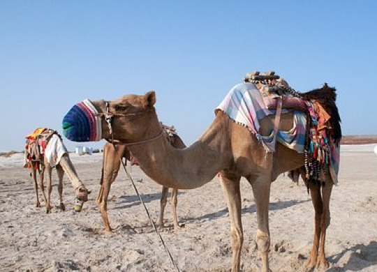 Visto turístico do Qatar: o que vale a pena visitar no país?